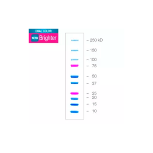 Precision Plus Protein Dual Color Standards, 500 µl