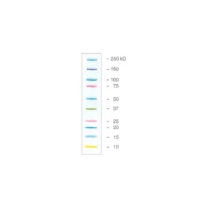 Precision Plus Protein™ Kaleidoscope™ Prestained Protein Standards
